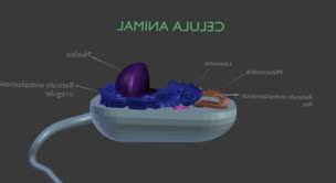 Maybe you would like to learn more about one of these? Animal Cell Character Free 3d Model Blend 123free3dmodels