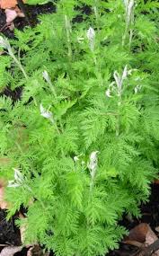 Image result for Artemisia afra