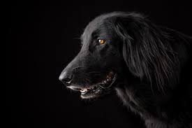 For over 20 years spayusa has helped hundreds of thousands of people nationwide obtain low cost, quality spay and neuter services for their cats and dogs. Florida Pets 9 Affordable Vet Care Resources Low Income Relief