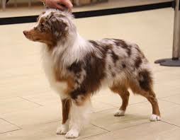 Miniature Australian Shepherd Black And Brown Mini Aussie Miniature Australian Shepherd Dog Training Mini Aussie Dog Training American Shepherd Miniature American Shepherd Australian Shepherd Dogs