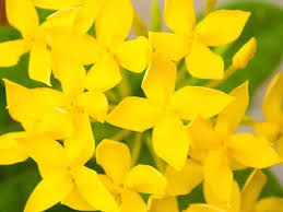 Hymenosporum Flavum Native Frangipani Diaco S Garden Nursery