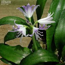 Image result for Alliaceae