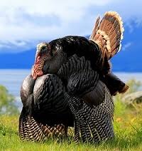 Best average turkey weight thanksgiving from agricultural economic insights. Our Eastern Wild Turkeys Are Raised The Old World Way With The Freedom To Fly All Over Our Farm In Perris California Yes I Do Not Clip Wings Of My Eastern Wild Turkeys