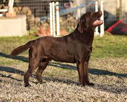We have been breeding and raising dual purpose labradors (in yellow and black) by breeding both english and american lines since 2001. Diamond M Labradors Texas Oklahoma Arkansas New Mexico Louisiana Colorado Dallas Fort Worth San Antonio Austin Dfw North Texas Houston Red Oak Lab Lab Puppies Lab Puppy Labrador Puppy Labrador Puppies Lab