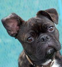 72 Bugg Life Ideas Boston Terrier Pug Pugs Pug Mix