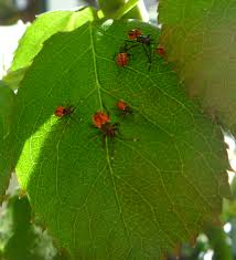Red spider mite is a tiny mite that attacks garden and indoor plants. Small Red Bugs On My Tomato Plants Cromalinsupport
