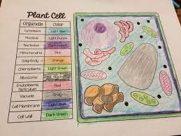 Color vision is found in many animals and is mediated by similar underlying mechanisms with common types of biological molecules and a complex history of evolution in different animal taxa. Animal And Plant Cell Match And Color Pages Freebie Cells Project Plant Cell Project Science Cells