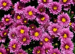 Check spelling or type a new query. Fall Blooming Perennials And Annuals For A Bold Pop Of Color