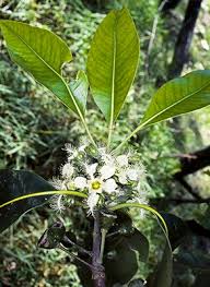 Image result for Lophostemon confertus