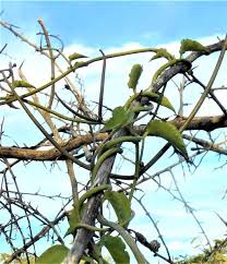 Image result for Ceropegia lugardiae