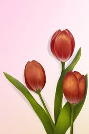 Tulip Png Images Download 1200 Tulip Png Resources With Transparent Background