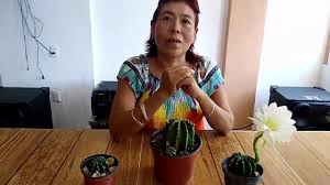 Los cactus, también llamados cactos, forman parte del conjunto de se puede diferenciar a los cactus de otras plantas suculentas por la presencia de una areola, que es una yema axilar donde crecen las espinas. Como Hacer Que Tus Cactus Florezcan En Casa Youtube