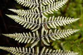 Image result for Aleuritopteris welwitschii