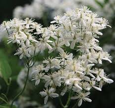 Maybe you would like to learn more about one of these? Clematide Olorosa Clematis Flammula Clematis Clematis Plants Plants