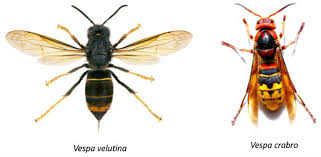 Image result for Crabbea velutina