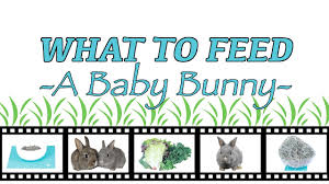 what to feed a baby bunny