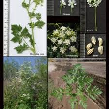 Image result for Apiaceae
