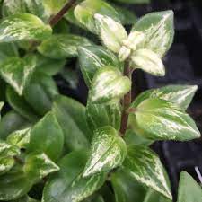 Knollwood Garden Center On Instagram Variegated Lipstick Plant How Gorgeous Is That Knollwoodgardencenter Beavercreek Lipstick Plant Garden Center Plants