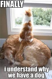 Haha Cat An Dog Work Together Cute Animals Funny Animal Pictures Cats