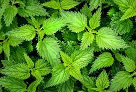 It has been claimed that the dock leaf's sap is alkaline to neutralise the acidic compounds in the nettle sting, but experts said it's not only acidic compounds that cause pain. Nettle Stings And The Dock Leaf Remedy Glamblog