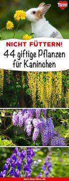 Beim Futter Fur Kaninchen Solltest Du Vorsichtig Sein Es Gibt Viele Pflanzen Aus Dem Garten Die Giftig Und Sogar Todlich Kaninchen Giftige Pflanzen Pflanzen