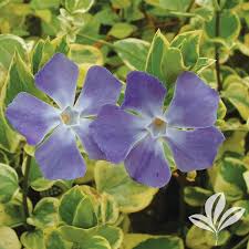 Image result for Vinca major