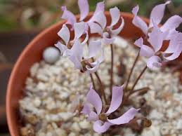 Image result for Cyclamen parviflorum