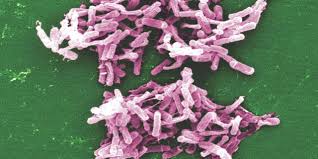 Image result for Clostridioides difficile