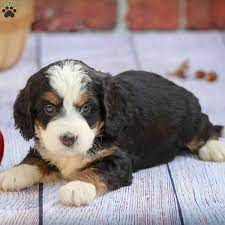 When it comes to training your bernedoodle, you'll need to be extra diligent and firm in those first few months. 14 Tri Colored Mini Bernedoodles Ideas In 2021 Tri Color Mini Bernedoodle Mini