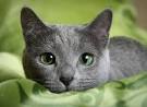 Hypoallergenic Cat Breeds - iHeartCats