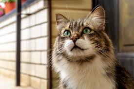 Coziecat premium cat litter now available in bangladesh packing size: Cats Protection Bracknell Wokingham Petplan Charitable Trust