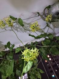 Image result for Telosma