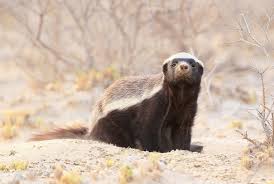 The binturong is sometimes given the name bear cat because it has a face that looks like a cat and a body like a bear with long shaggy black hair, however they are not related to either animal. Honey Badgers The Lion Guard Wiki Fandom