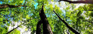 Our hospital serves the pet loving communities of cleveland heights, shaker heights we are committed to providing the best possible care for your pet. Tree Service Cleveland Oh Tree Trimming Removal Arbor Tree Care