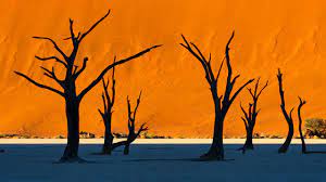 Camel thorn is deciduous shrub or tree that belongs to the pea family. 8 237 Best Deadvlei Images Stock Photos Vectors Adobe Stock