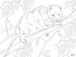 Virginia Opossum On A Tree Tree Coloring Page Animal Coloring Pages Coloring Pages