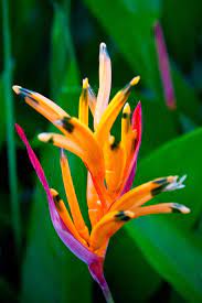 Bali Beauty Paradise Flowers Planting Flowers Unusual Flowers