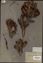 Image result for Raphia ruwenzorica