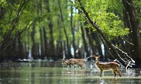 Sundarban Tourism