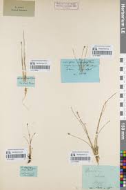 Image result for Eleocharis caduca