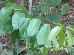 Image result for Scolopia