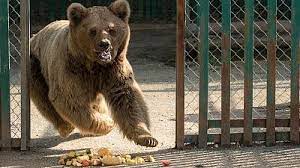 Maybe you would like to learn more about one of these? Islamabad Zoo The Final Animals Leave The Infamous Home Of Kavaan The Elephant Euronews