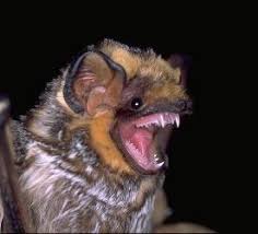 Image result for Lipotriche robinsonii