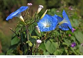 Image result for Ipomoea tricolor