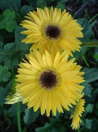 Beautiful Black And Yellow Flowers Yellow Gerbera2 Jpg 600 800 Flora Flowers Yellow Flowers Trees To Plant