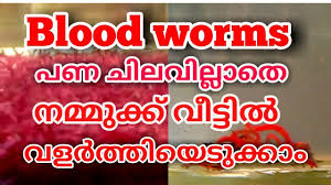 How To Make Bloodworms For Fish In Malayalam Youtube