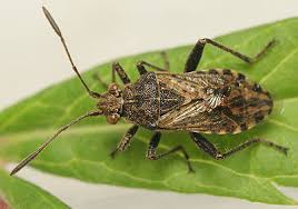 Image result for Adenodolichos punctatus