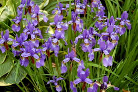 We did not find results for: 10 Best Perennial Plants For Anyone S Garden Dengarden