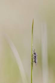 Best tick repellent for humans: Thrip Control And Treatments For The Home Yard And Garden