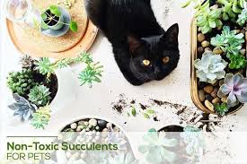 Common plants and flowers that are poisonous to cats. Toxic And Non Toxic Succulents For Pets Succulents Box